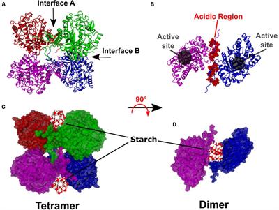 Quaternary Structure, Salt Sensitivity, and Allosteric Regulation of β-AMYLASE2 From Arabidopsis thaliana